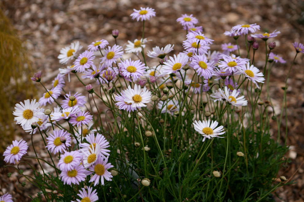Design ideas for an australian native contemporary garden in Hobart.