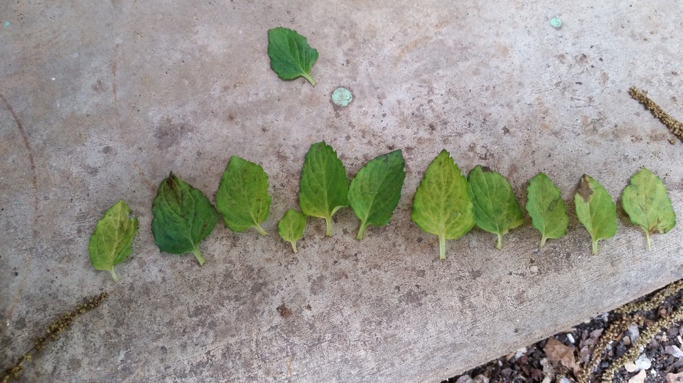 Peppermint leaves yellowing with small dark spots