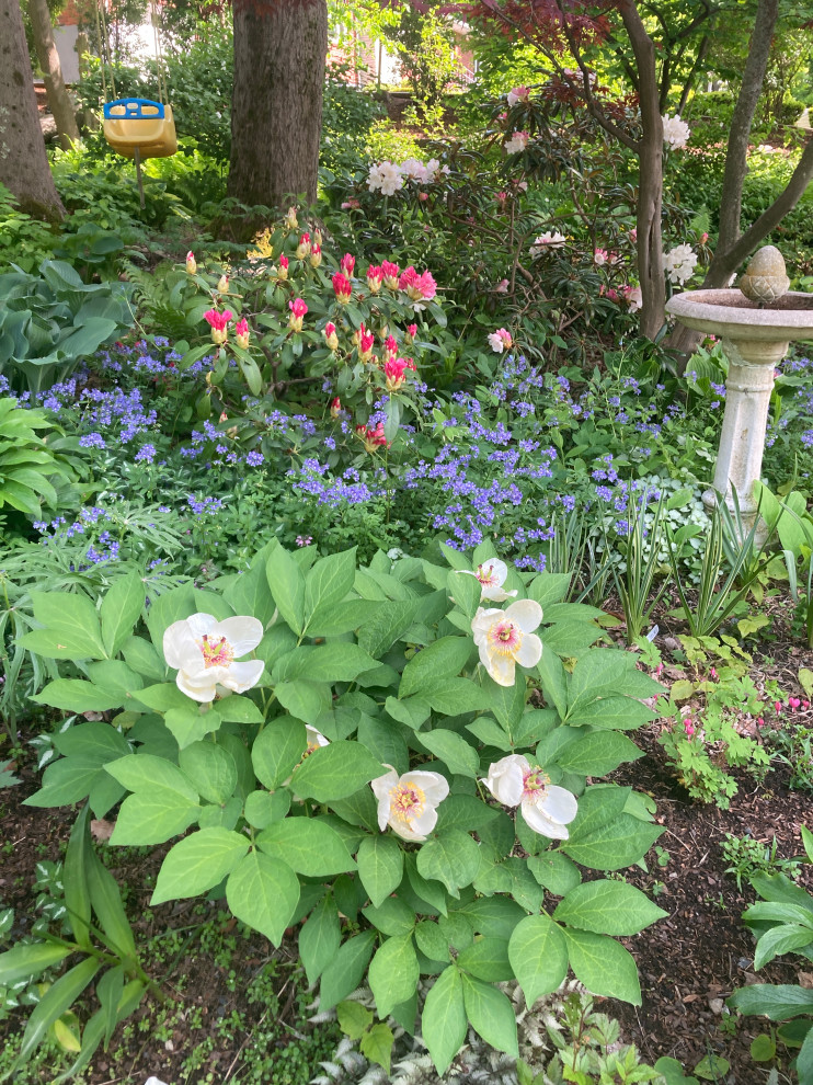 Woodland peony obovata ‘alba’: Is it always so shy to flower? | Houzz Forum