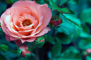 Learn the Secret to Bigger and Better Roses (5 photos)