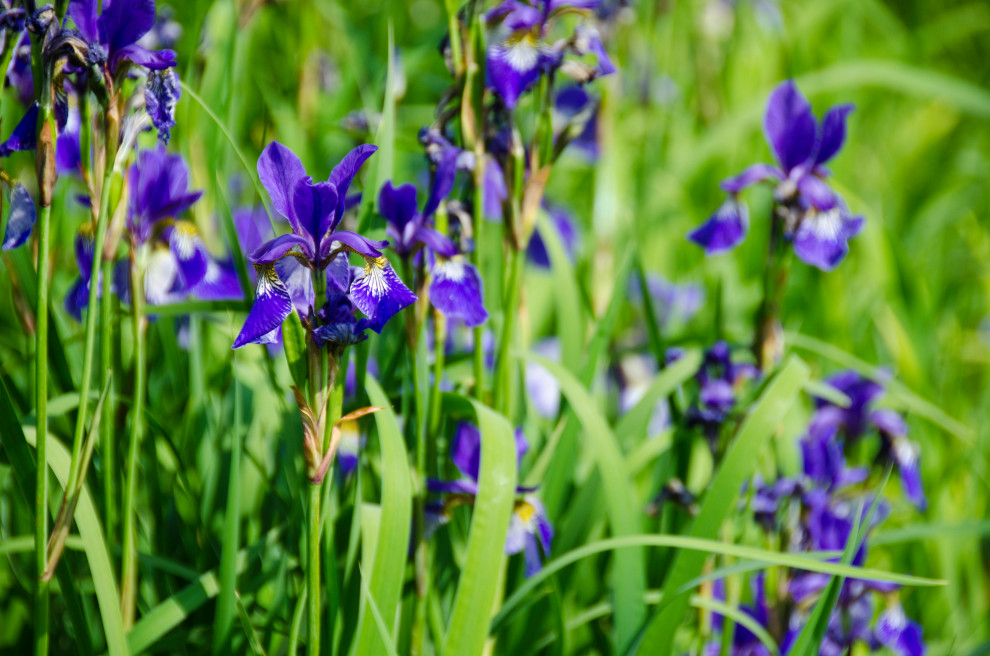 Water Feature, Iris versicolor, Essex