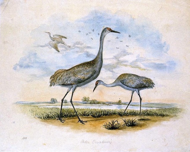 II Titian Ramsey Peale Sandhill Cranes, 16"x20" Premium Archival Print
