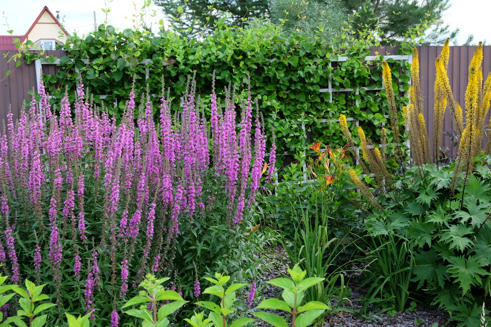 Дом под открытым небом