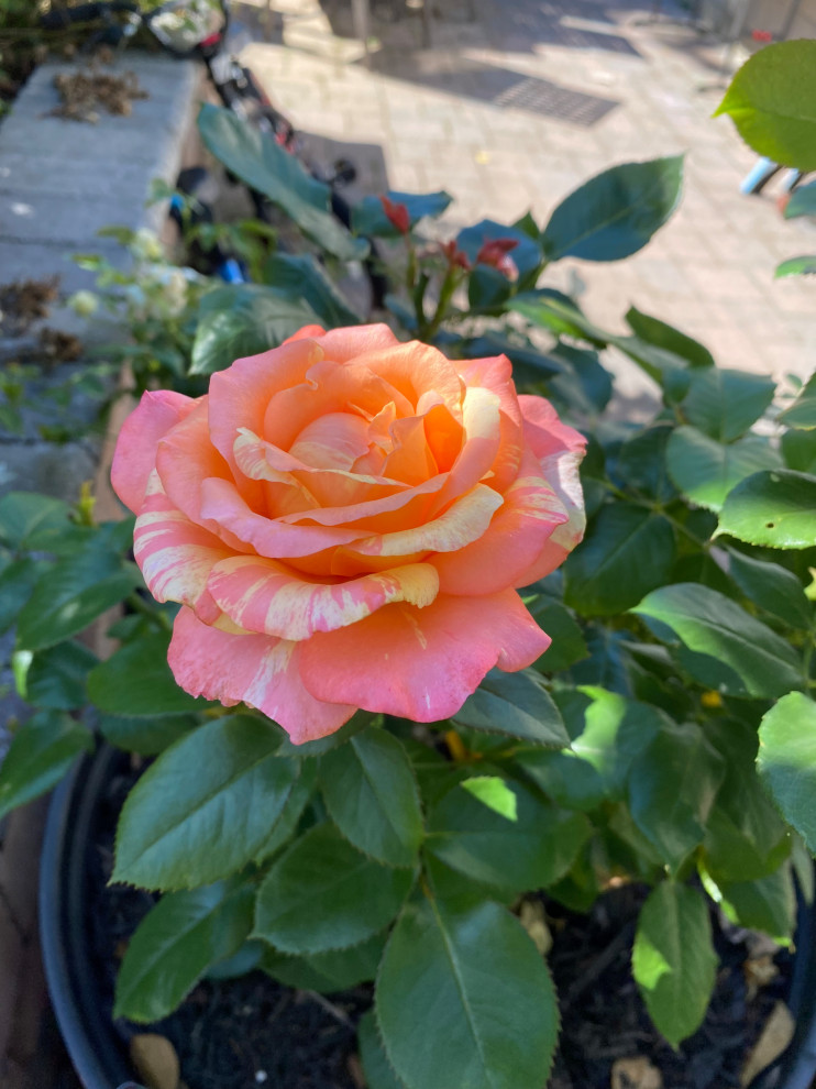 Mister Lincoln Hybrid Tea Rose