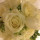 webuser_501098266
