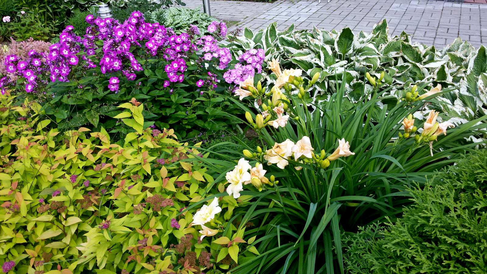 Цветовые сочетания в миксбордере