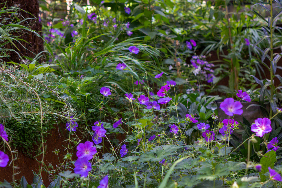 Kleiner, Halbschattiger Moderner Garten hinter dem Haus, im Sommer mit Blumenbeet in London