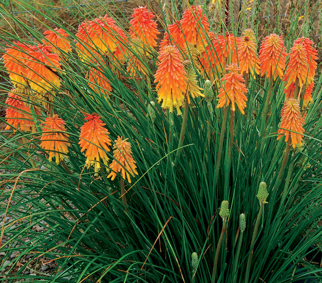 Red Hot Poker Plant For Sale Nz
