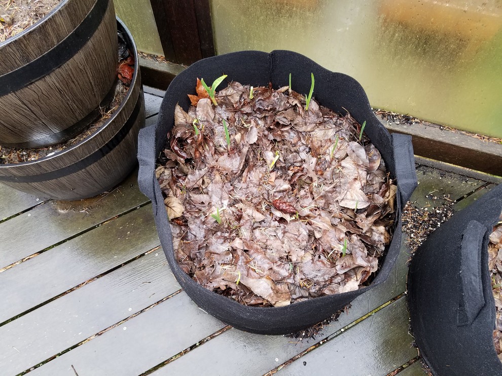 Garlic Leaves Wilting and Turning Yellow First time growing help