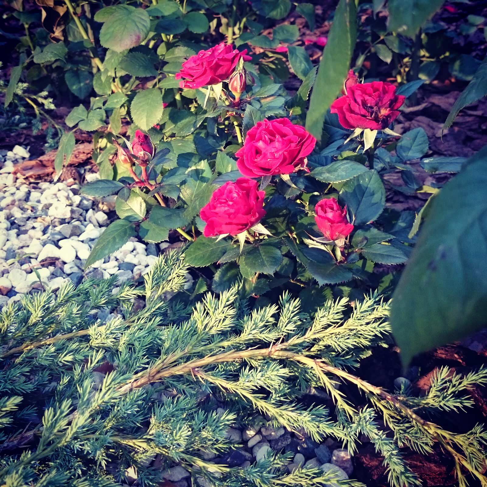 Элементы розария