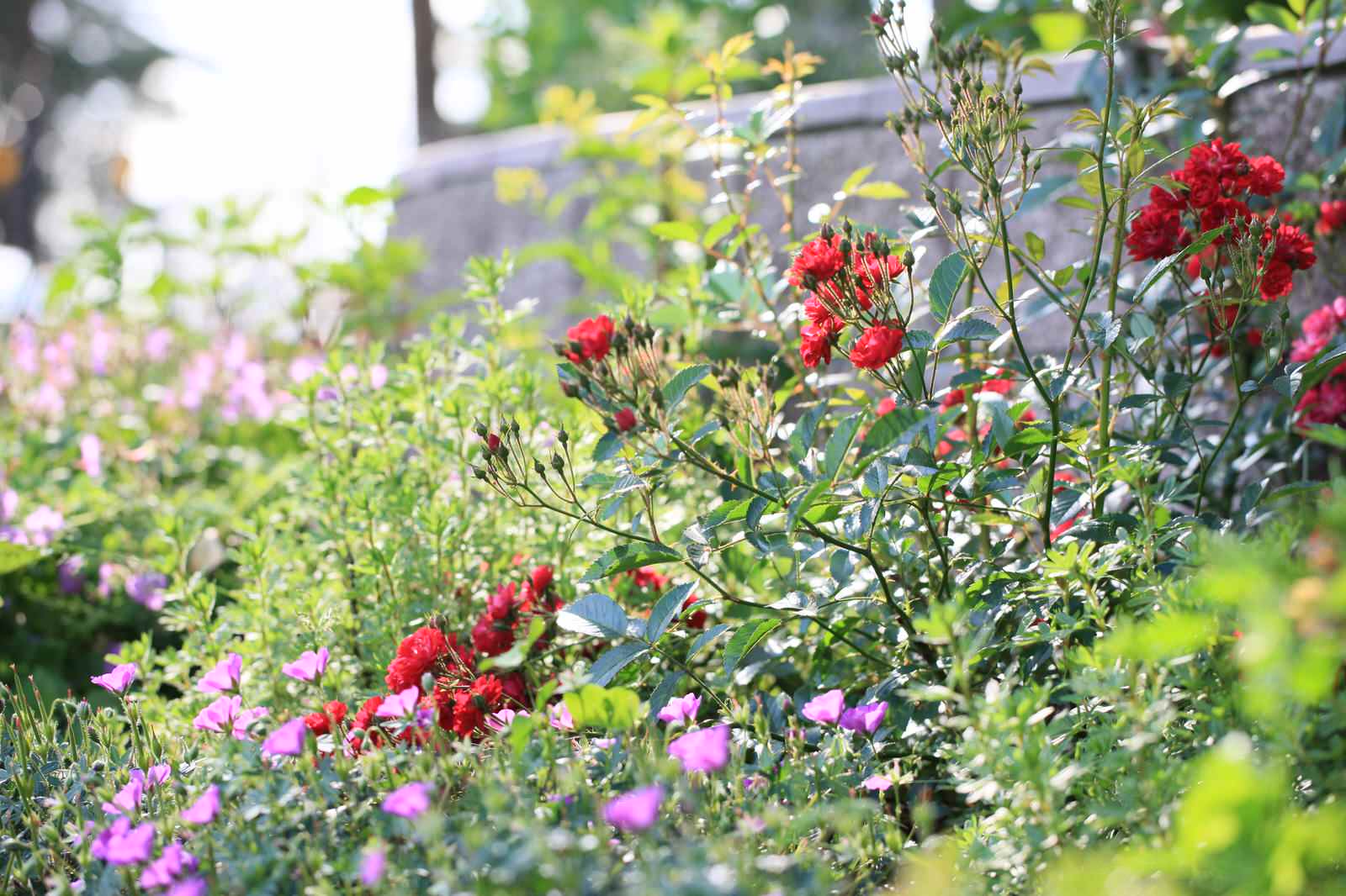 Березовая роща