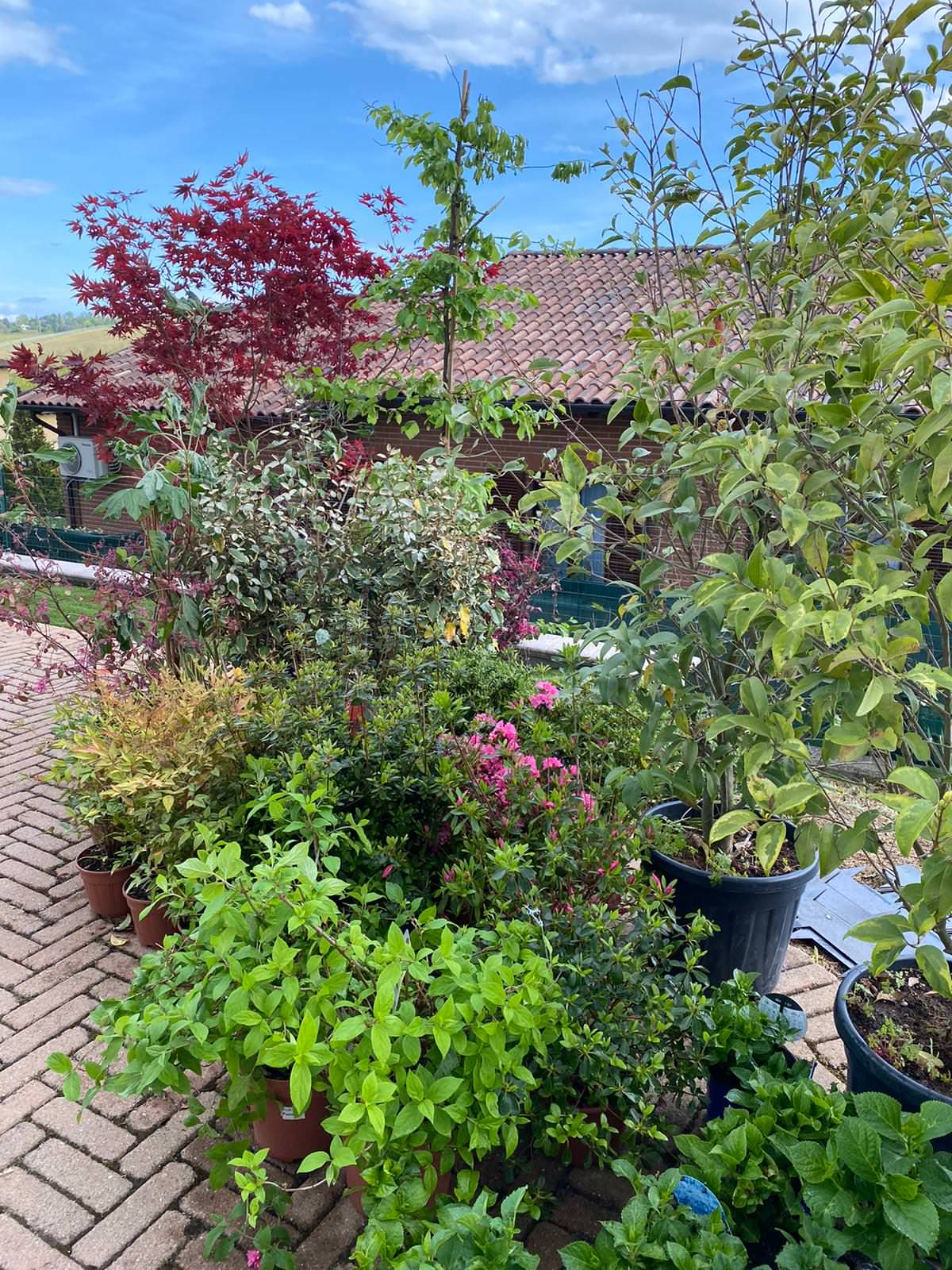 Realizzazione Le colline in fiore