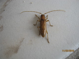 Brown Beetle With Black Spots