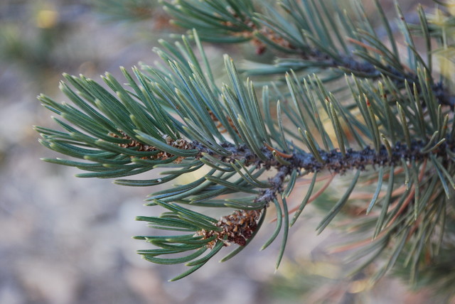 Great Design Plant Pinyon Pine