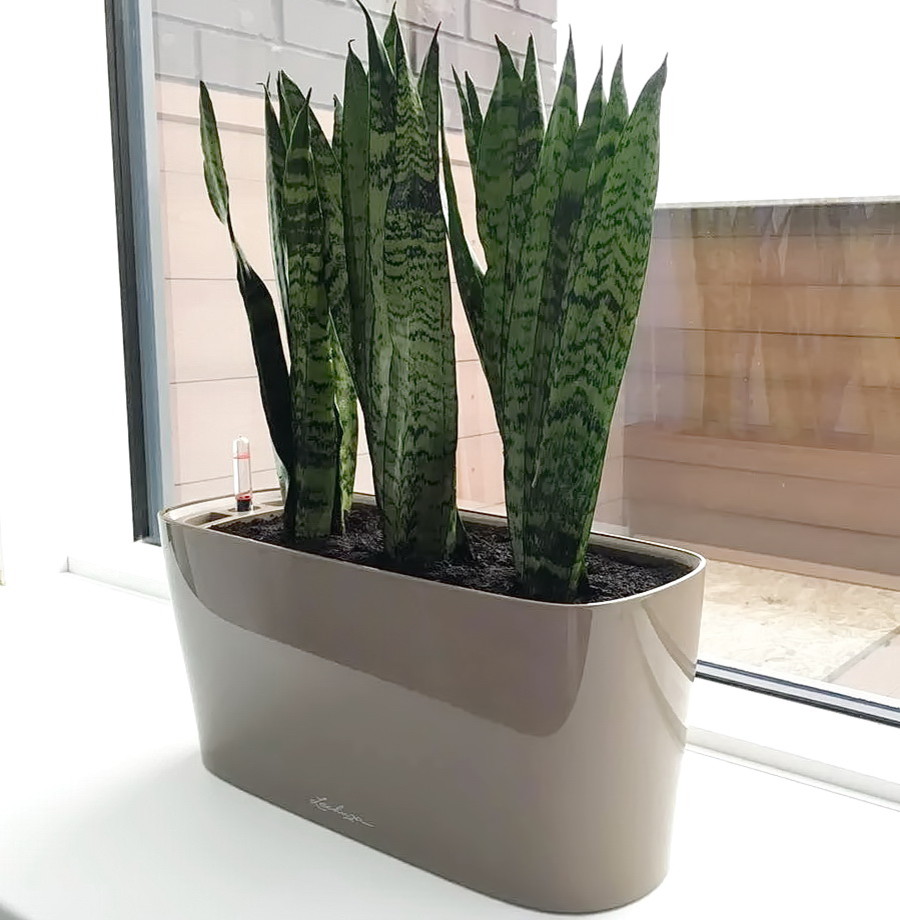 Озеленение частных квартир