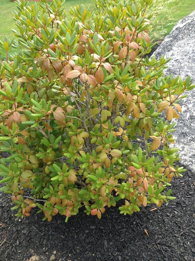 PJM Rhodo leaves turning yellow/red