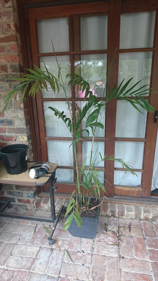 Whats wrong with my bamboo palm?