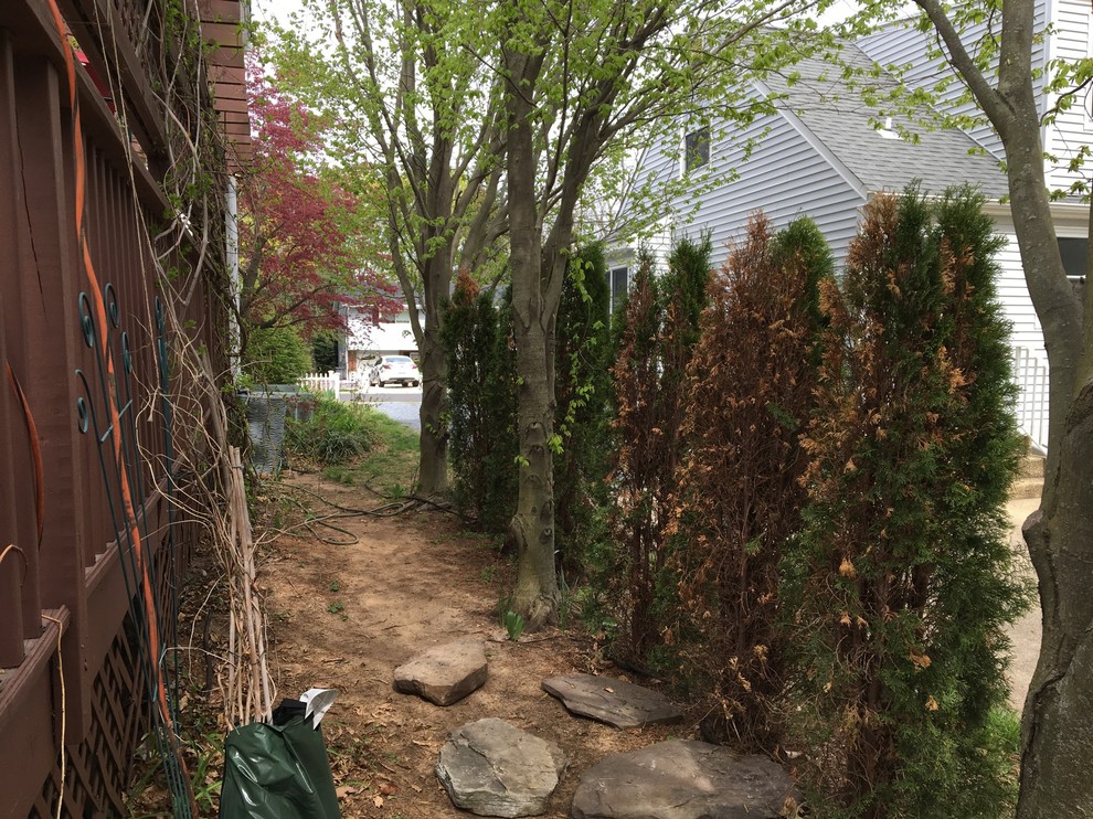 North side of Arborvitae are dying (pics)