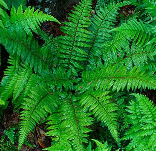 Native plants