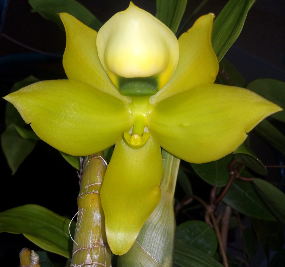 Cycnoches warscewiczii