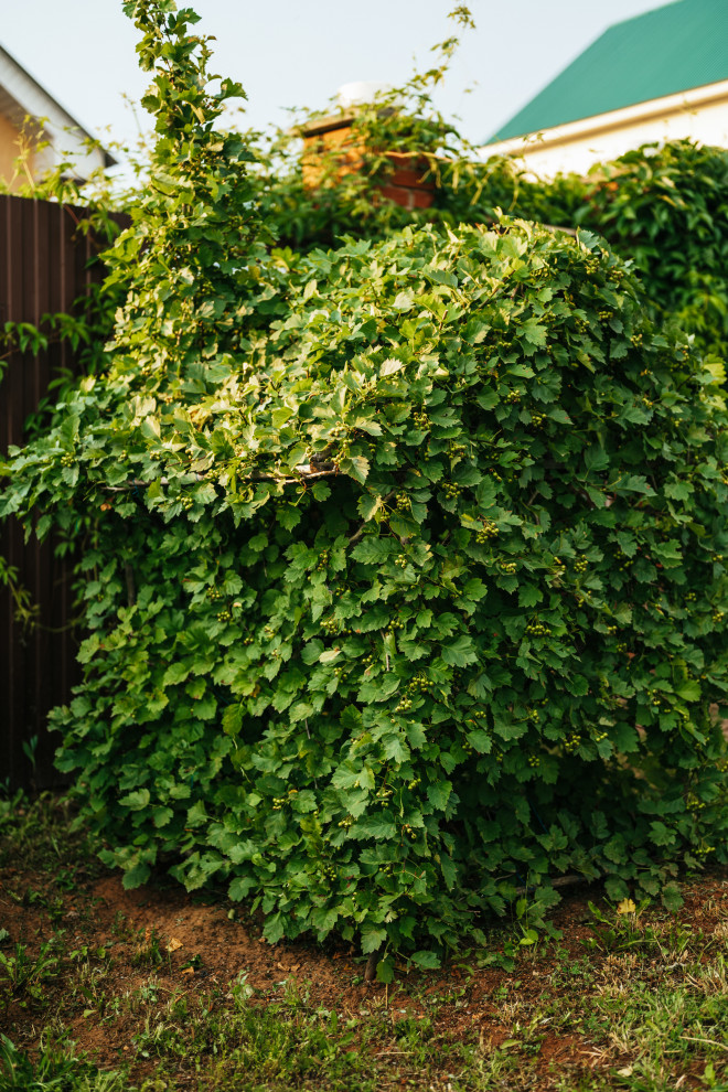 Обрезка деревьев