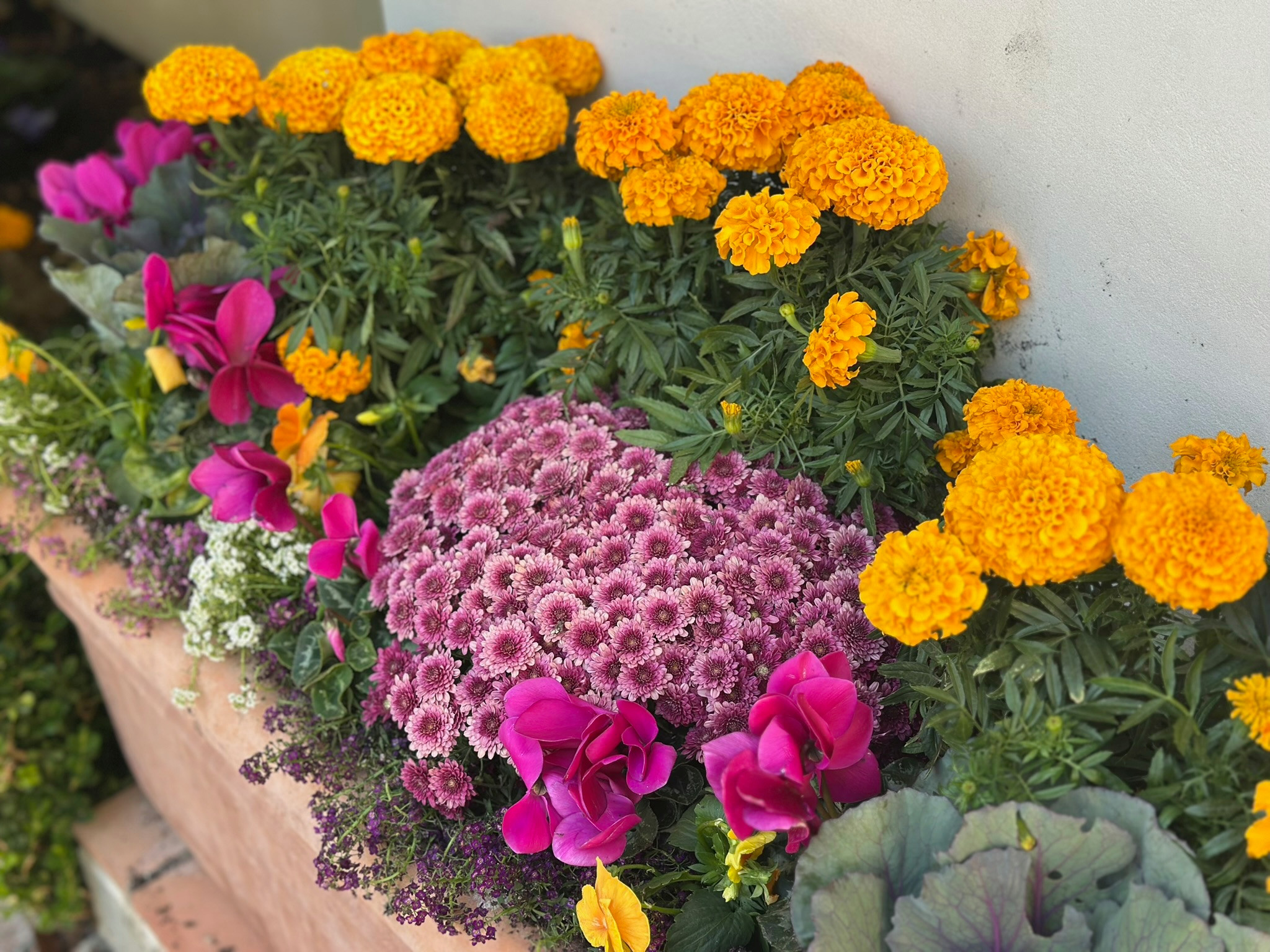 Fall Flowers