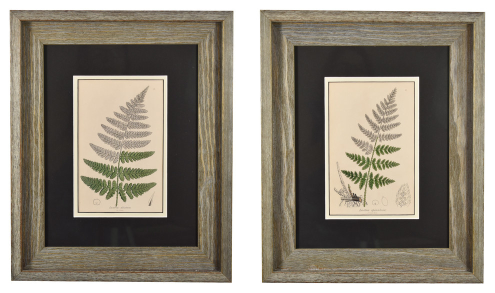 Original Vintage 1855 Fern Print in Rustic Frame, Set of 2 - Tropical ...