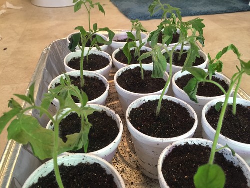 Tomato Seedlings Struggling Tomato Seedlings Struggling