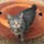 noisycats