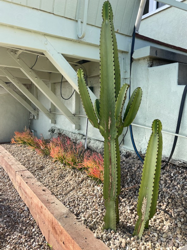 San Pedro, CA: Palm Springs Mid-Mod by the Beach