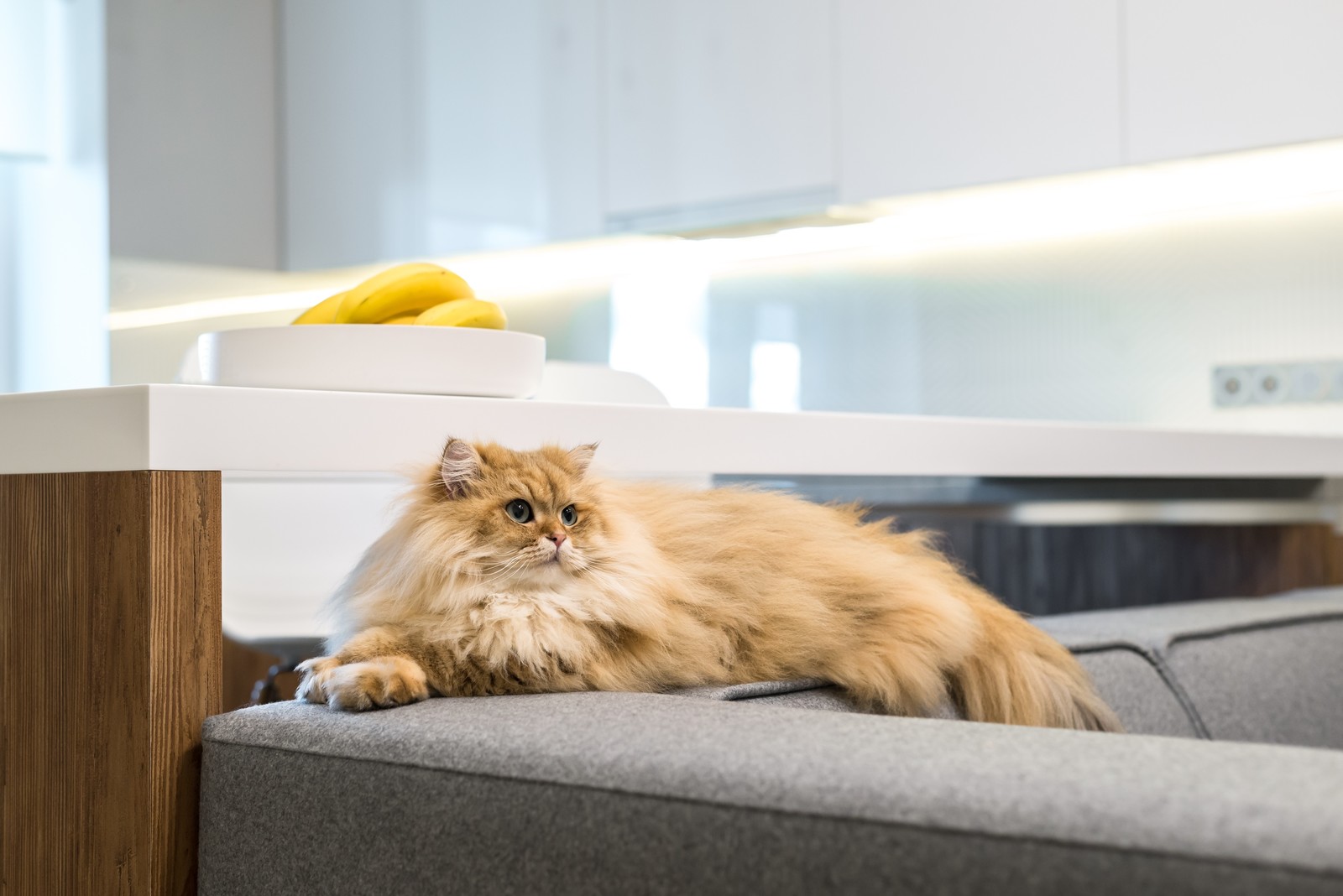 Квартира для Лиса