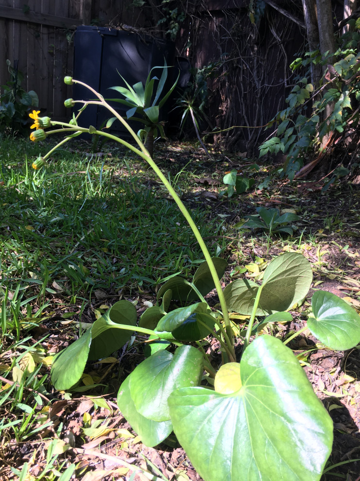 Tractor seat plant leave dropped and drooping