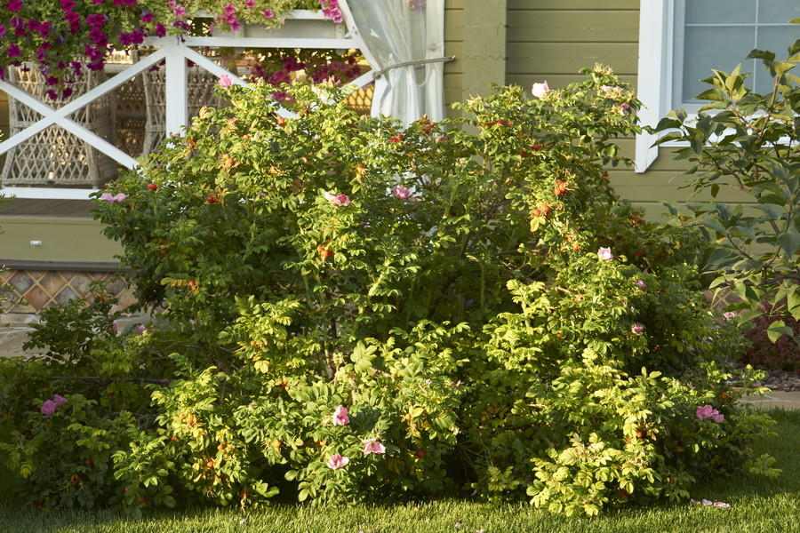 Витро Кантри