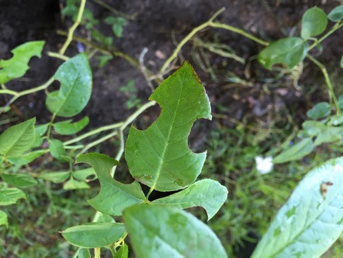 Help??!!! SOMETHING is eating may rose bush away!