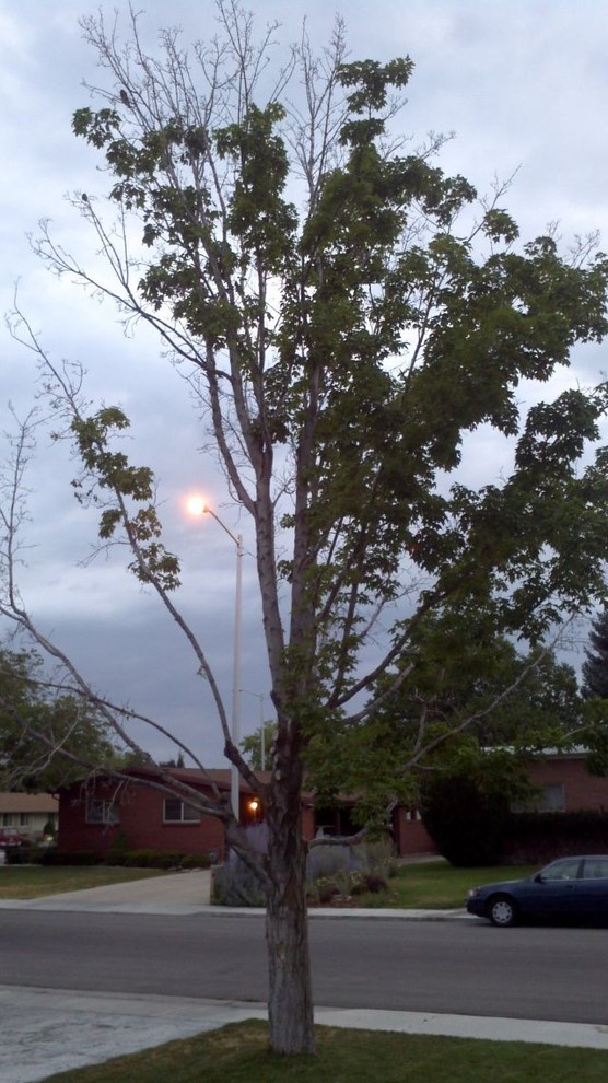 Half of Maple Tree Dead What to do?