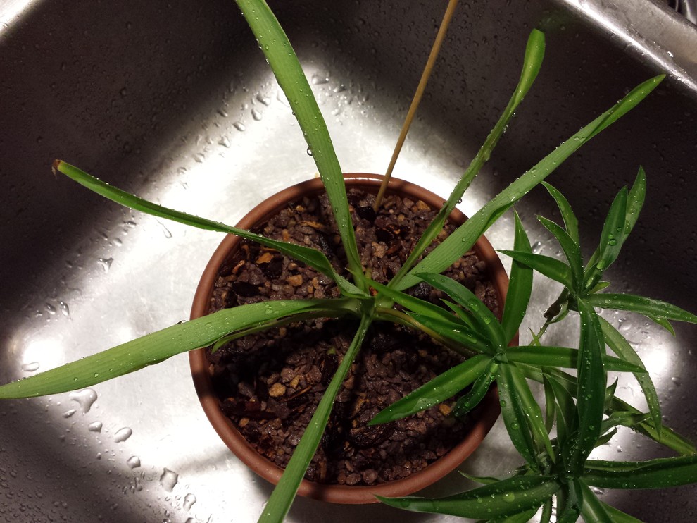 Spider Plant Leaf Curl | Houzz Forum