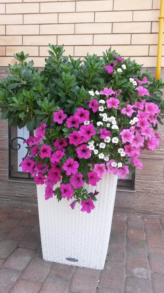 Растения в горшках - яркое украшение сада