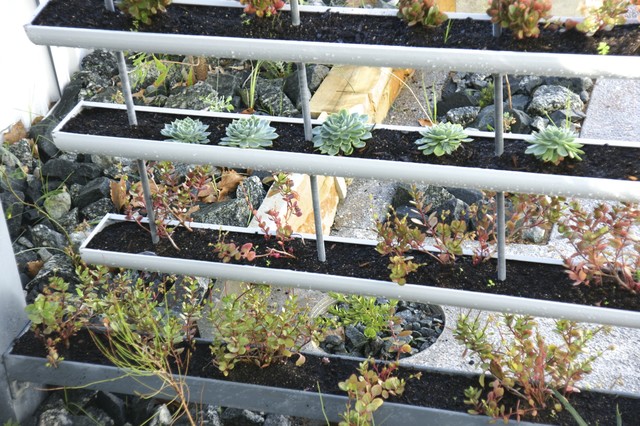 Contemporary Garden with Deck and Vertical Garden 