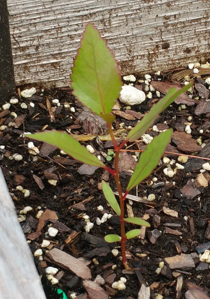 Serrated rededged leaves?