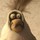 Lin Wolfe's profile image