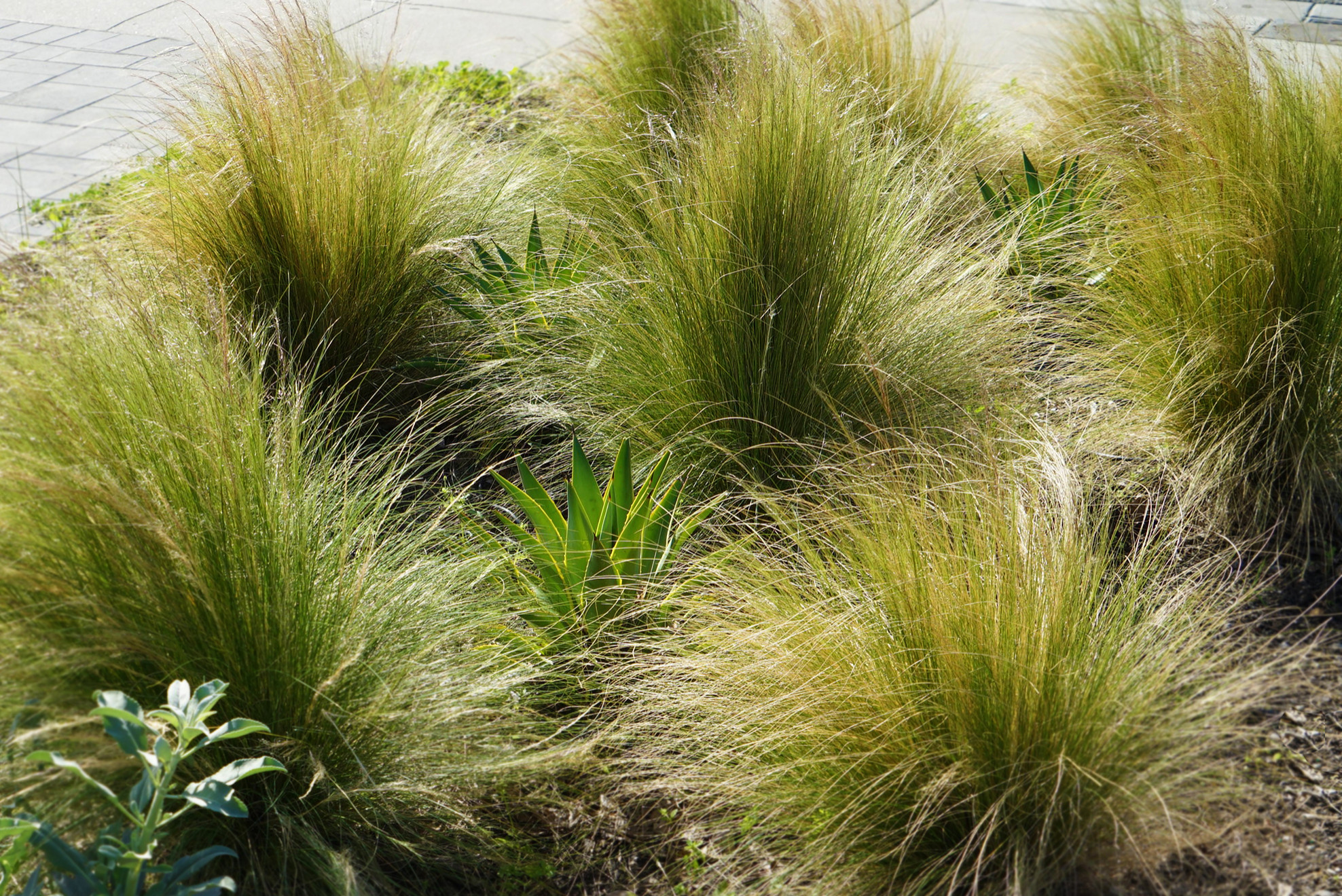 "0" Maintenance Garden at Pomeroy