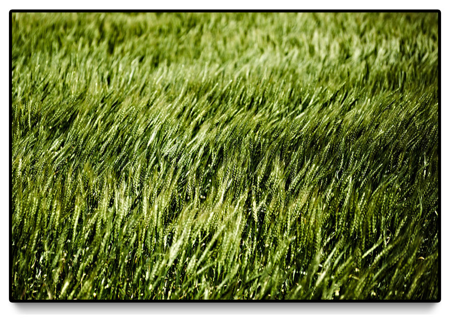 "Grass II" Oversized Framed Canvas, 40" X 60"