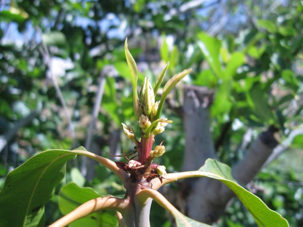Forum: Blooming Mango Trees