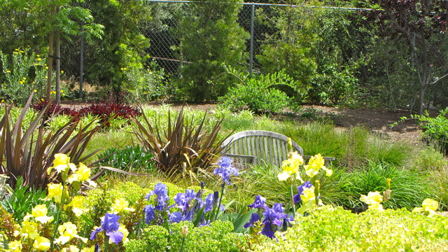 Los Altos Hills Mediterranean Garden contemporary-garden