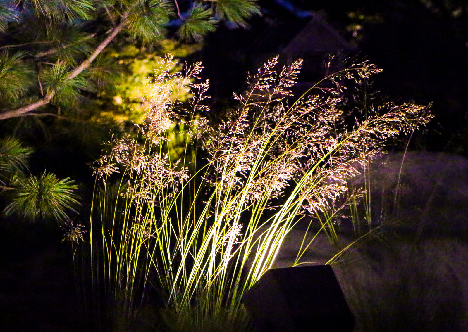 Горки-10, ночной сад, 2017-2020 гг.