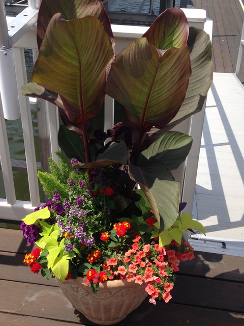 Container Gardens american-traditional-terrace