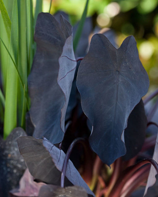 Little Black Magic Dwarf Elephant Ear Colocasia esculenta Little Black  Magic - Miami - by Southern Living Plant Collection | Houzz
