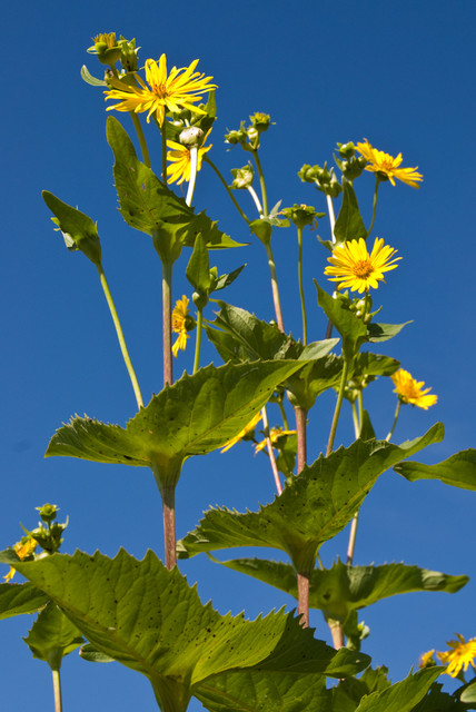 Great Design Plant Silphium Perfoliatum Pleases Wildlife