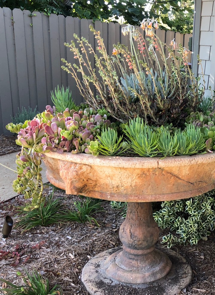 SUCCULENTS - POTS & WALLS