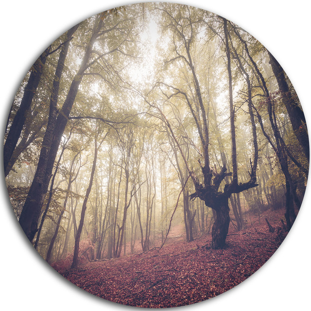 High-rise Trees in Forest, Landscape Photo Round Metal Wall Art, Disc ...